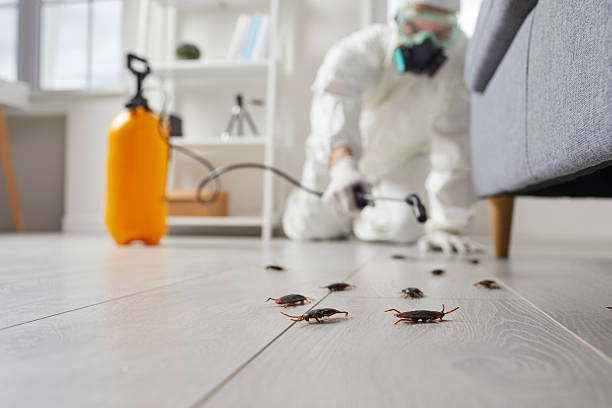 Post-Treatment Bed Bug Interceptor Monitoring in Rincon